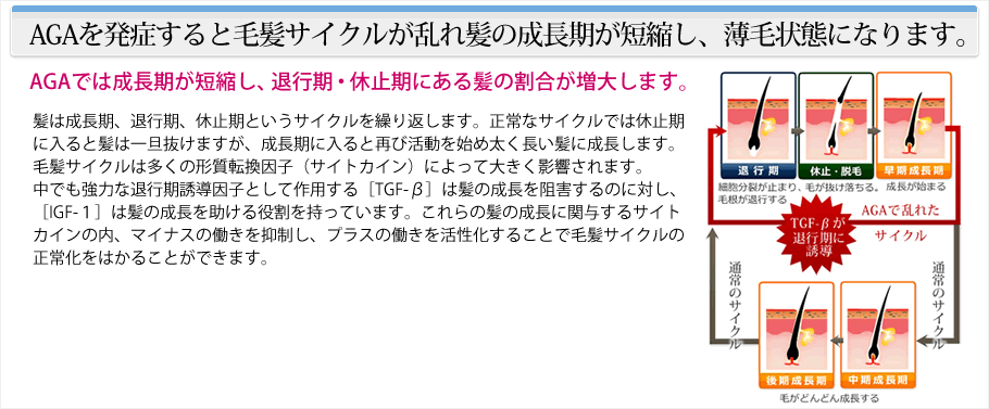 AGAを発症すると毛髪サイクルが乱れ髪の成長期が短縮し、薄毛状態になります。